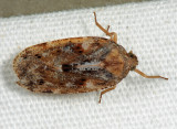 Cixidia slossonae