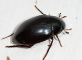 Hydrophilus ovatus