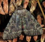 8832 - Darling Underwing - Catocala cara