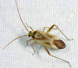 Alfalfa Plant Bug - Adelphocoris lineolatus