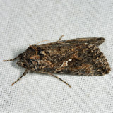 8887 -  Ni Moth - Trichoplusia ni