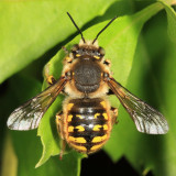 Bees - Apoidea