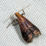 5999 – Broad-banded Eulogia Moth – Eulogia ochrifrontella