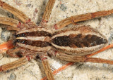 Rabid Wolf Spider - Rabidosa rabida