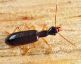 Leptotrachelus dorsalis