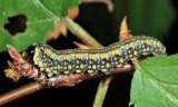 Introduced Pine Sawfly - Diprion similis