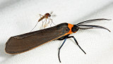 mosquito riding a Yellow-collared Scape Moth - Uranotaenia sapphirina