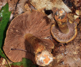 Cortinarius corrugatus