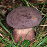 Tylopilus badiceps