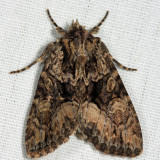 9419 – Adorable Brocade Moth – Platypolia mactata