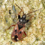 Eremocoris borealis