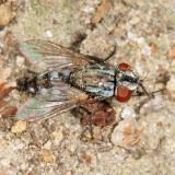 Satellite Fly