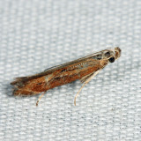1694 - Isophrictis magnella