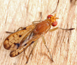 Tetanocera clara