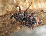 Hickory Shoot Curculio - Conotrachelus aratus