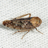 Paraphlepsius collitus