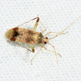 Phytocoris depictus