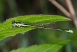 Sedge Sprite - Nehalennia irene (male)