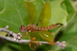 Eastern Amberwing - Perithemis tenera (male)
