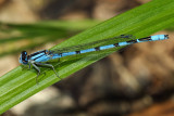 Familiar Bluet - Enallagma civile (male)