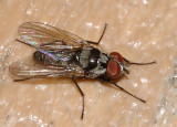 Anthomyia oculifera