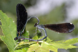 Ebony Jewelwings - Calopteryx maculata (mating wheel)