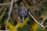 Black Saddlebags - Tramea lacerata