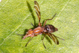 Picture-winged Flies - Ulidiidae