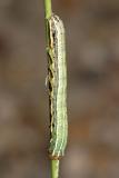 9666 - Fall Armyworm - Spodoptera frugiperda