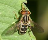 Anasimyia sp.