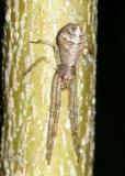 Tmarus angulatus