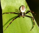 male Goldenrod Crab Spider - Misumena vatia