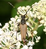 Brachyleptura rubrica