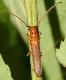 Oberea deficiens