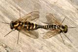 Ornate Snipe Flies - Chrysopilus ornatus (mating pair)