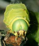 7758 - Luna Moth caterpillar - Actias luna