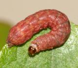 9942 - Red-winged Sallow - Xystopeplus rufago