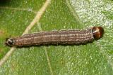 2169 - Dusky-backed Filatima - Filatima pseudacaciella