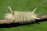 8204 - Sycamore Tussock Moth - Halysidota harrisii