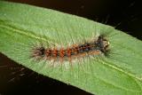 8318 - Gypsy Moth - Lymantria dispar