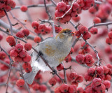 Pine Grosbeak - Pinicola enucleator (female)