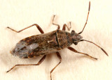 Neortholomus scolopax