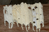 Trypoxylon politum - Pipe organ mud dauber nest