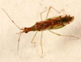 Dicyphus famelicus