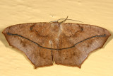 6982 - Large Maple Spanworm - Prochoerodes lineola