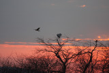 Snowy Owl - Nyctea scandiaca & Northern Harrier interaction at Sunset