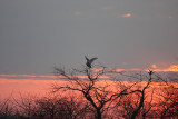Snowy Owl - Nyctea scandiaca at Sunset