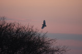 Snowy Owl - Nyctea scandiaca at Dusk Landing in a Tree