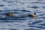 Harlequin Ducks - Histrionicus histrionicus