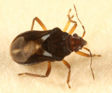 Velvet Water Bug (Hebridae)  Hebrus burmeisteri